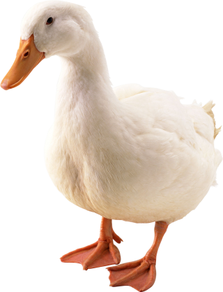 Picture PNG Duck PNG images