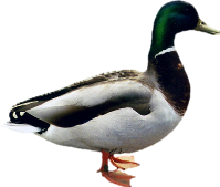 Duck In Png PNG images