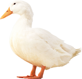 PNG Transparent Duck PNG images