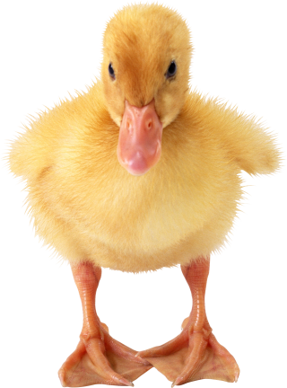 Little Duck Png PNG images