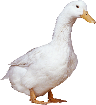 White Duck Png PNG images
