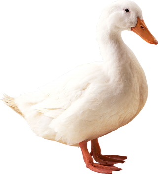 White Duck Png PNG images