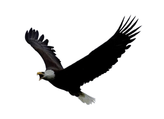 Drawing Eagle Vector PNG images