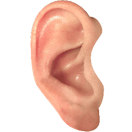 Ear PNG Transparent PNG images