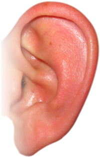 Png Image Ear Png Real PNG images