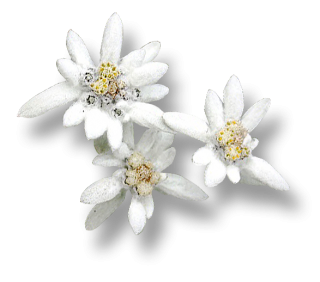 Branched Edelweiss White Image PNG images