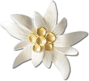 Daisy-shaped Yellow White Edelweiss Picture PNG images