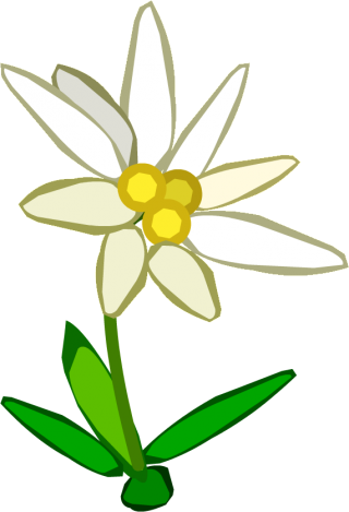 Edelweiss Picture Drawn On Paper PNG images
