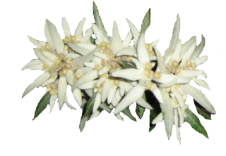 Edelweiss Shaped Crown Looking Picture A Lot PNG images
