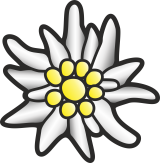 Looking Very Photo Edelweiss With Black Stripes PNG images