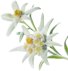 Multi-leaf Edelweiss White Picture PNG images