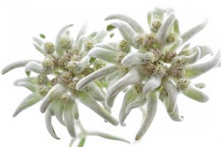 Octopus-shaped Edelweiss Images PNG images