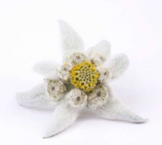 Picture Fluffy White Edelweiss Yellow PNG images