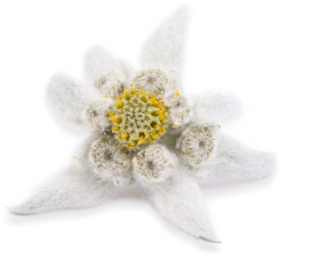 Soft-looking, Yellow-centered Edelweiss Photo PNG images