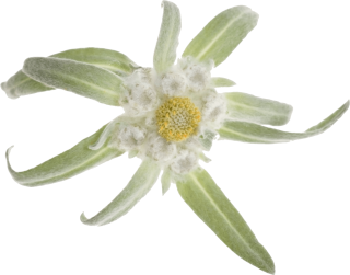 The Picture Green Yellow White Edelweiss PNG images