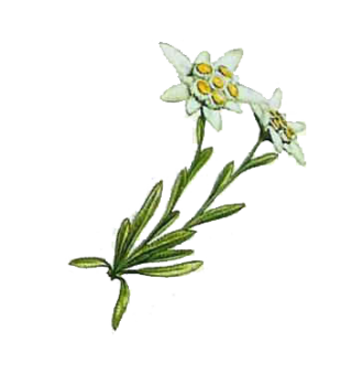 Two Branched Leafy Yesil Edelweiss Photo PNG images