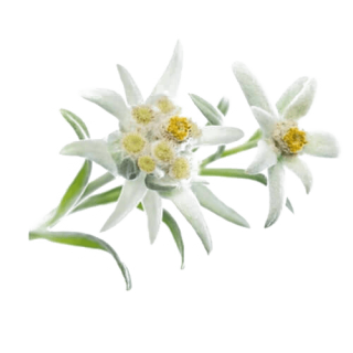 Very Leafy Edelweiss Photo PNG images