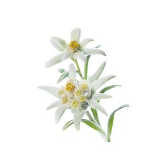 Very Leafy Edelweiss Photo 5 PNG images