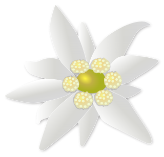 White, Edelweiss, Green PNG images