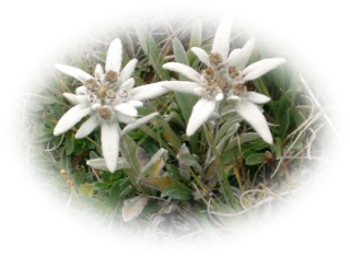 Green-stemmed Edelweiss Natural Photo PNG images