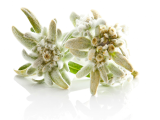 Green Transparent Edelweiss Pictures PNG images