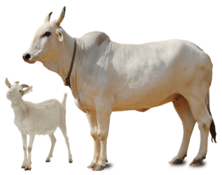 Goat, Cow, Eid Qurban Png PNG images