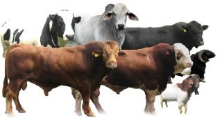 Heifer, Bull, Cow, Goat, Sheep For Feast Of Sacrifice Transparent Png PNG images