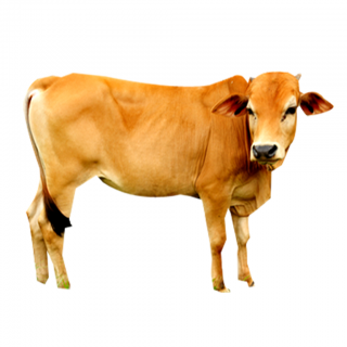 Yellow Cow, Feast Of Sacrifice Picture PNG images