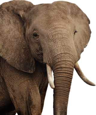 African Elephant Png PNG images