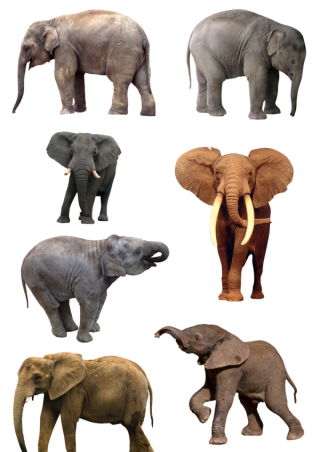 African Elephant Png PNG images