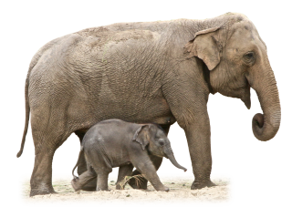 Animal Elephant And Baby Png PNG images
