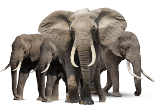 Animal Elephant Family Png PNG images