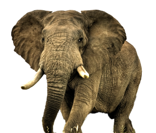 Animal Elephant Photo PNG images