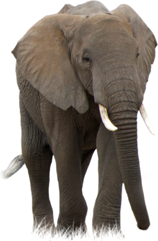 Animal Elephant Picture Image PNG images