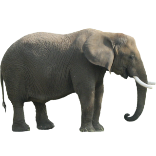 Animal Elephant Png PNG images