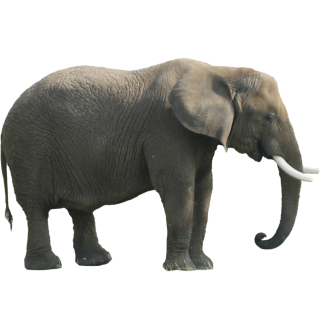 Elephant PNG, Elephant Transparent Background - FreeIconsPNG