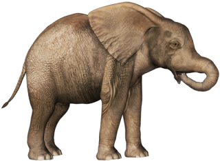 Elephant Baby Clipart Png PNG images