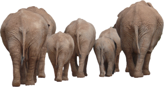 Elephant Family Group PNG PNG images