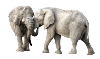 Elephant Fight PNG PNG images