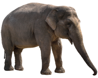 Elephant PNG, Elephant Transparent Background - FreeIconsPNG