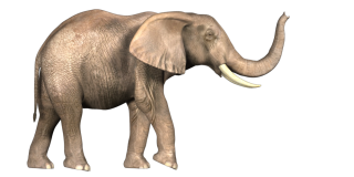 Elephant Photo Png PNG images