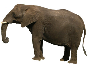 Best Free Elephant Png Image PNG images