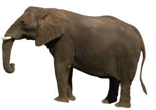 Indian Elephant png download - 2424*2510 - Free Transparent