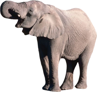 Elephant Download Png High-quality PNG images