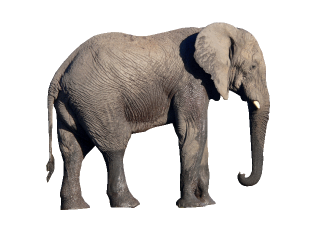 Indian Elephant png download - 2424*2510 - Free Transparent