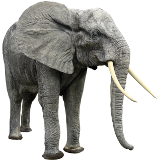 Elephant Png HQ In Graphic PNG images