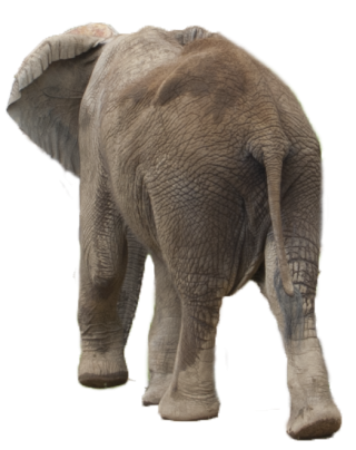 Elephant Png Image PNG images