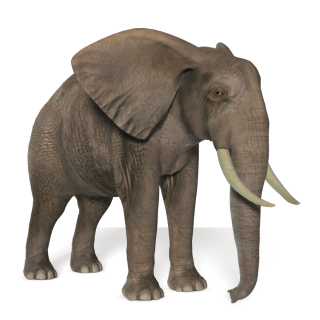 Elephant Png Picture PNG images