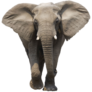 Elephant PNG Transparent PNG images