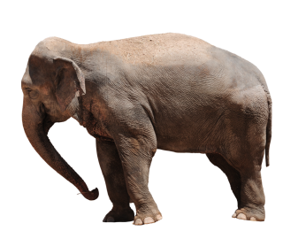 Elephant PNG, Elephant Transparent Background - FreeIconsPNG